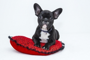 Fundas de sofá para proteger el sofá de tus mascotas